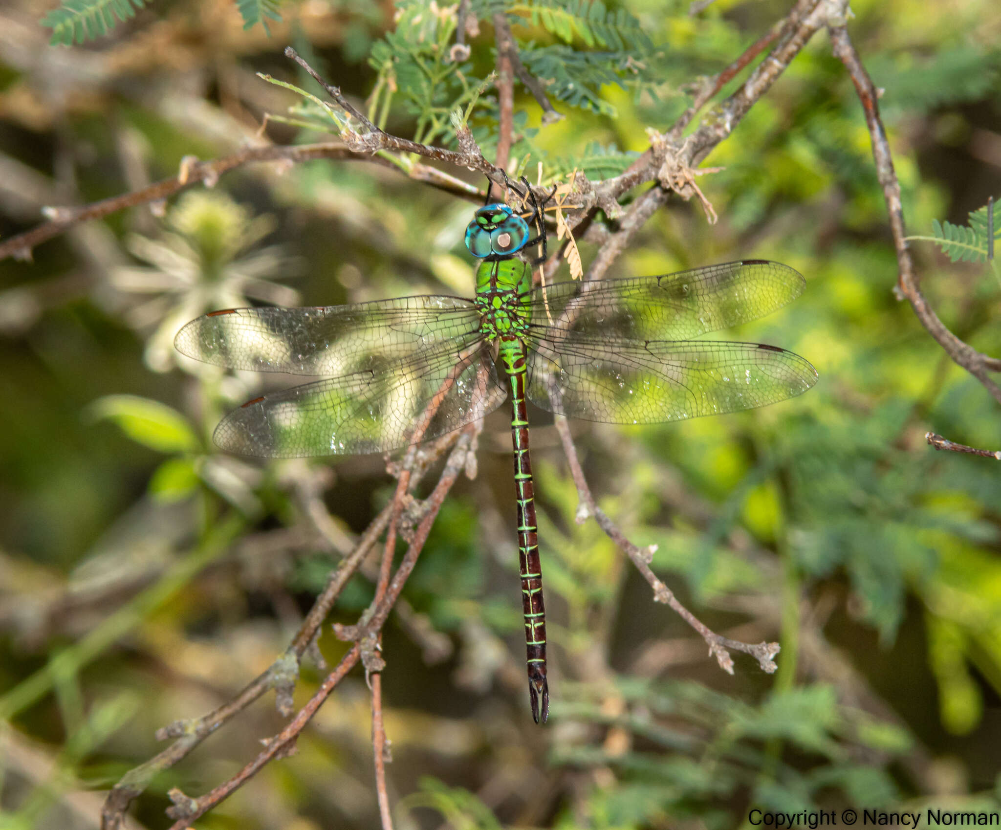 Image of Blue-faced Darner