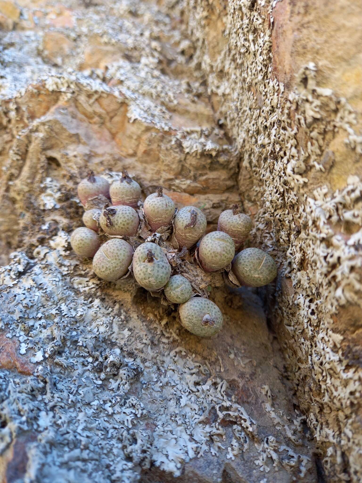 Image of Conophytum truncatum (Thunb.) N. E. Br.