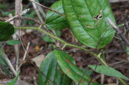 Smilax horridiramula Hayata resmi