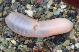 Image of jellybean footless sea cucumber