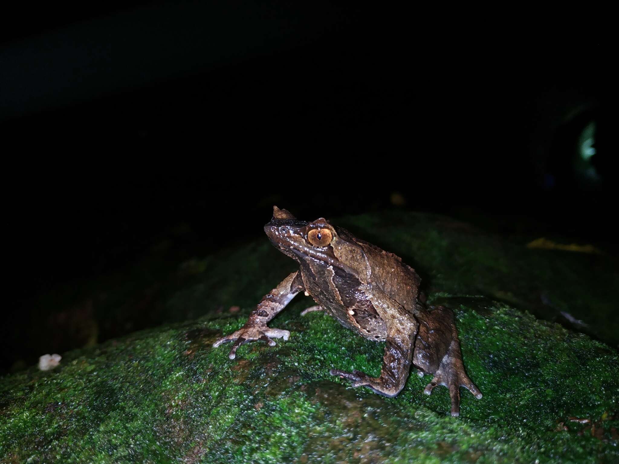 Image of Horned Frog