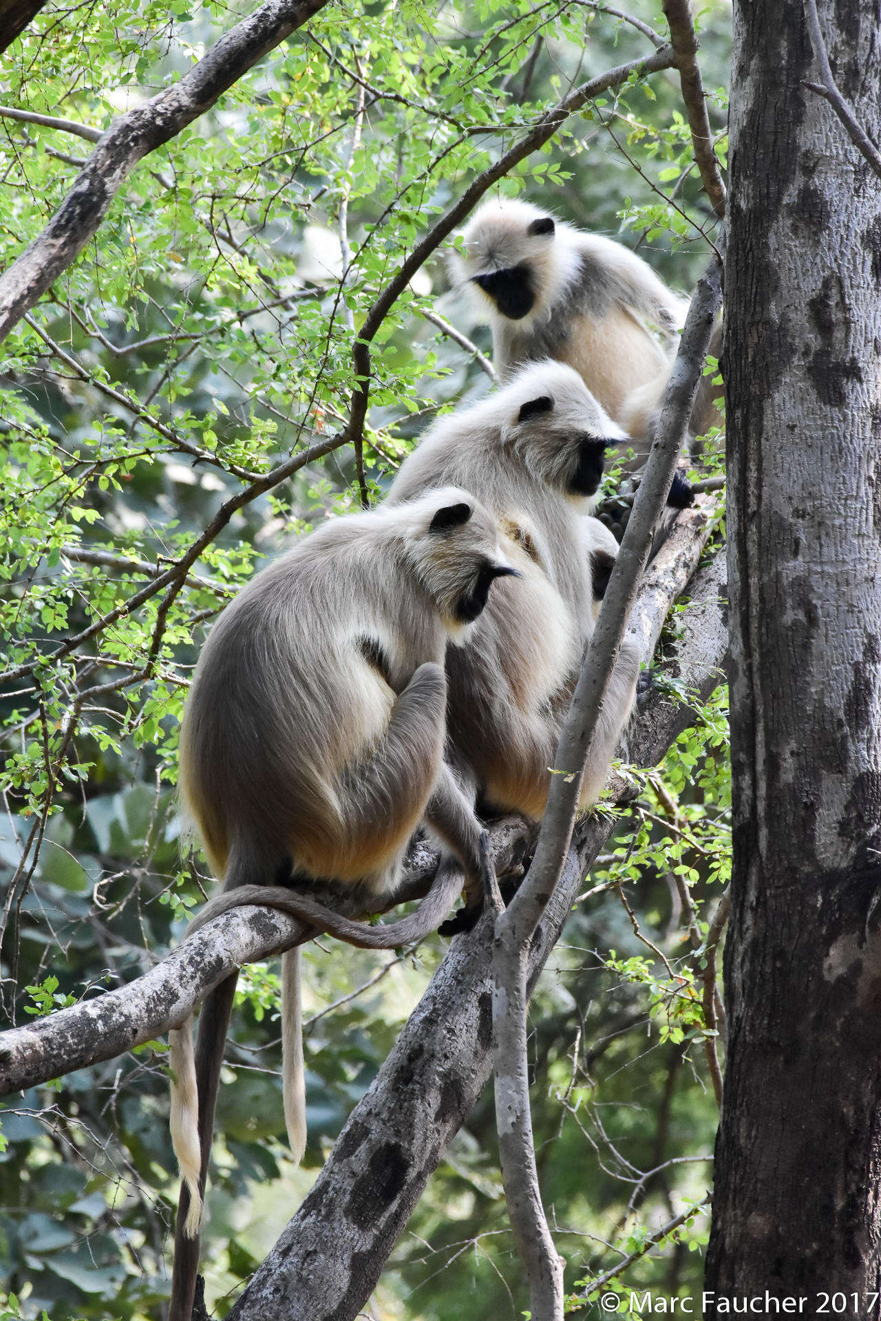 Image of Northern plains gray langur