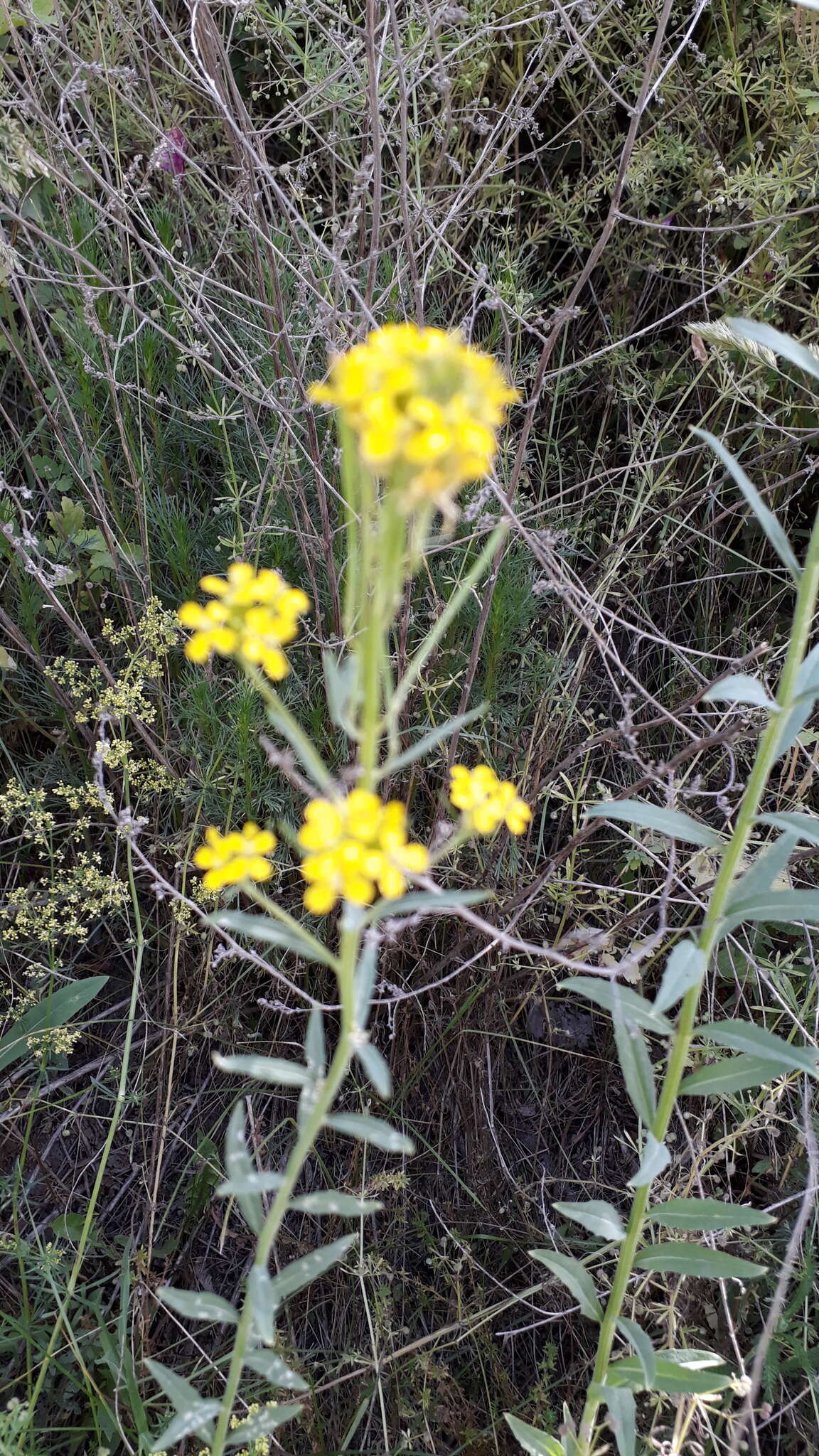 Image of Erysimum virgatum Roth