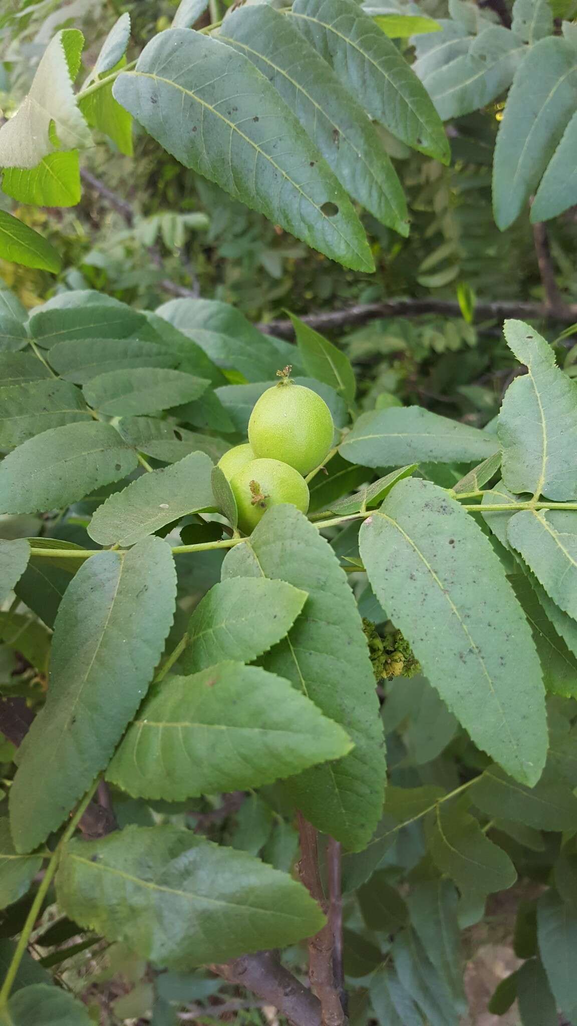 Image de Juglans californica S. Wats.