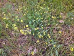 Image of barestem biscuitroot