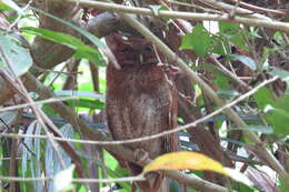 Image of Choco Screech Owl