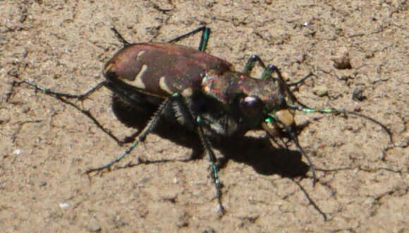 Image of Appalachian Tiger Beetle