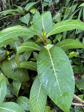 صورة Sanchezia speciosa Leonard