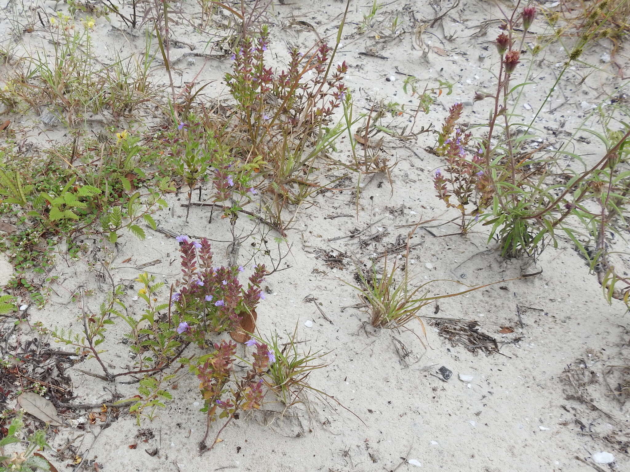 Rhododon ciliatus (Benth.) Epling的圖片