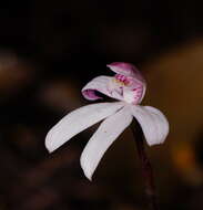 Image of Caladenia lyallii Hook. fil.