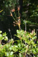 Plancia ëd Rhynchospora macrostachya Torr. ex A. Gray