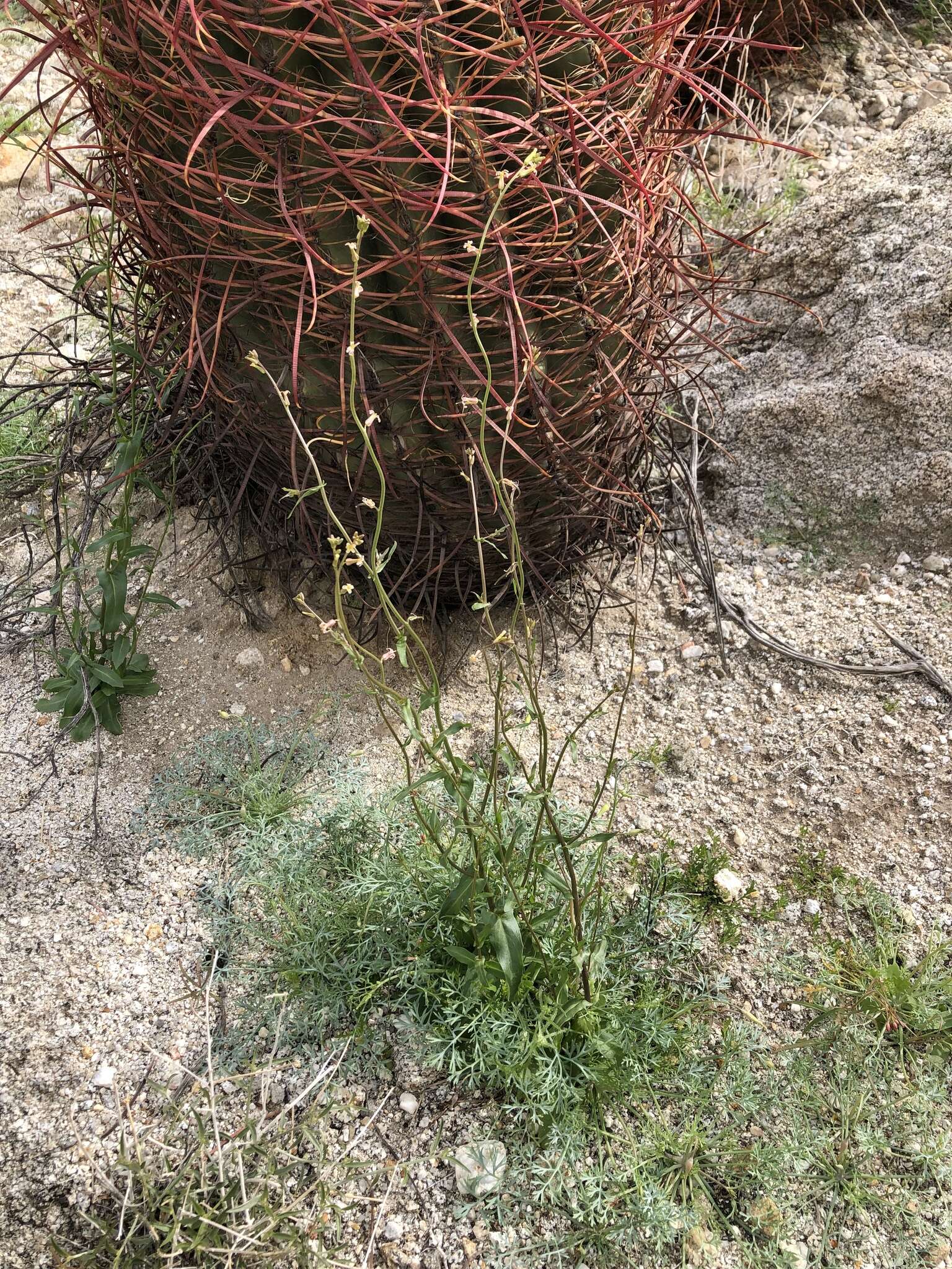 Image de Caulanthus cooperi (S. Watson) Payson