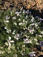 Image of Phlox caespitosa subsp. caespitosa