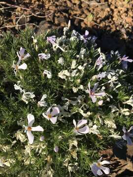 Слика од Phlox caespitosa subsp. caespitosa