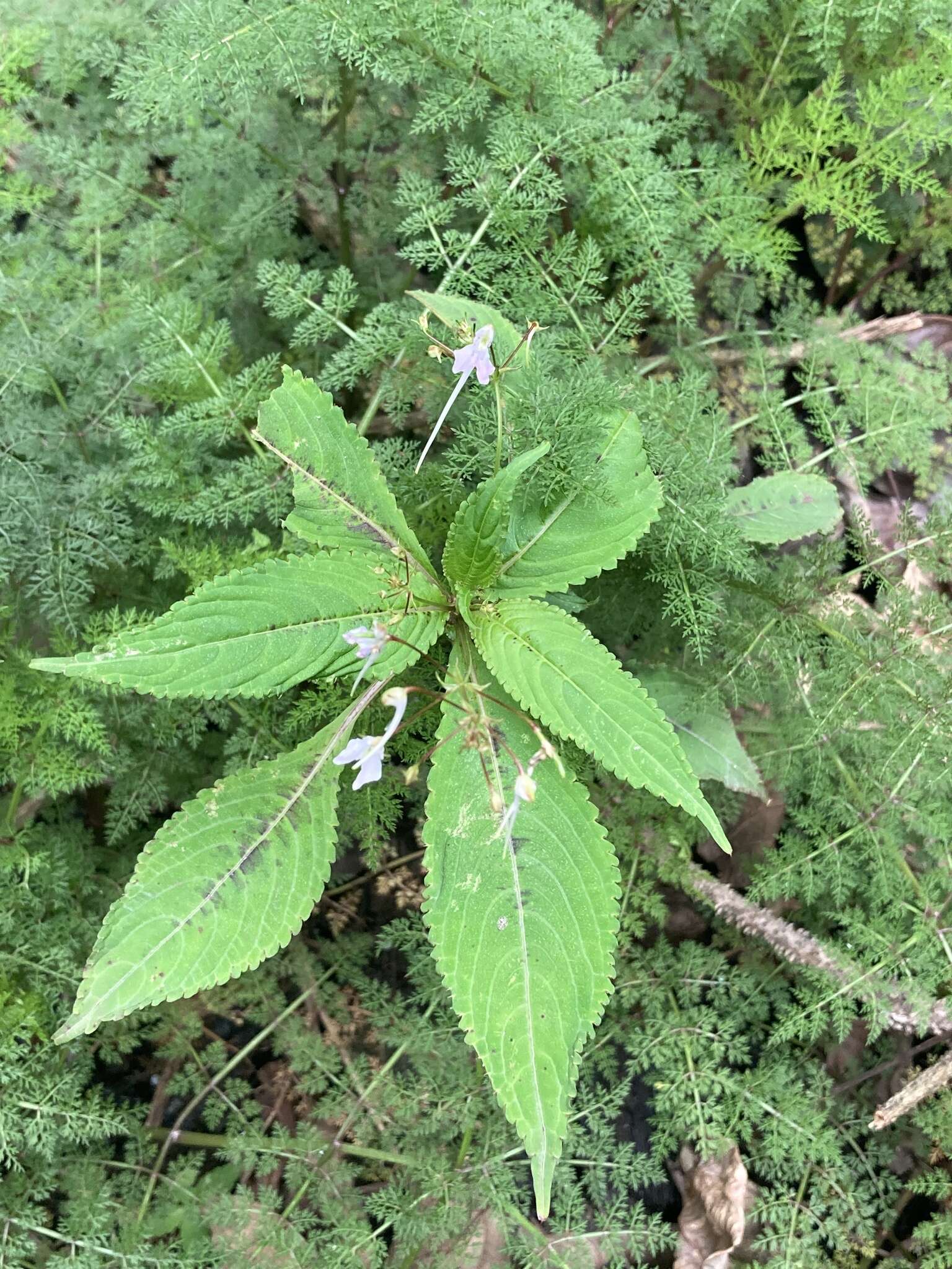 Image of Impatiens radiata Hook. fil.