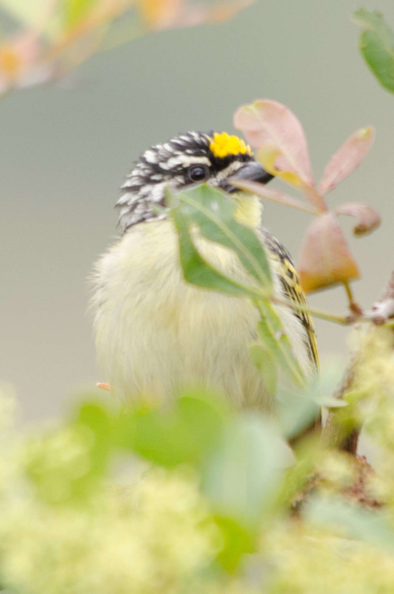 Image of Yellow-fronted Tinkerbird