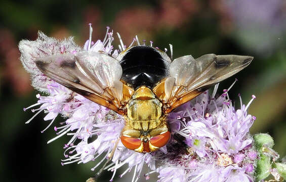 Image of Ectophasia leucoptera (Rondani 1865)