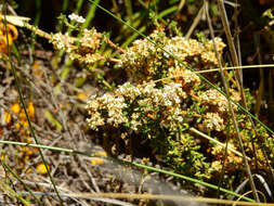 Image of Acantholippia