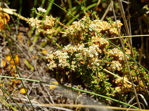 Image of Acantholippia