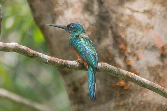 Image of Green-tailed Jacamar