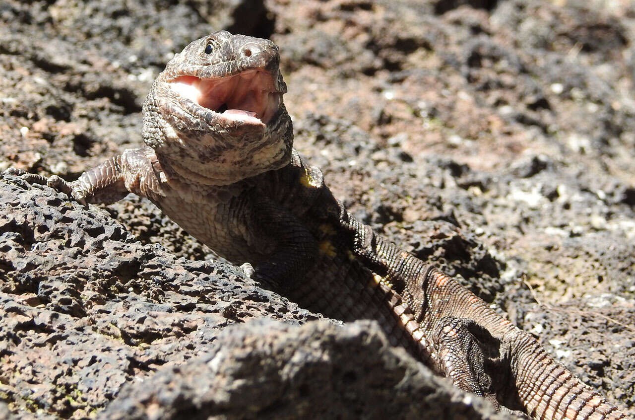 Image of El Hierro Giant Lizard