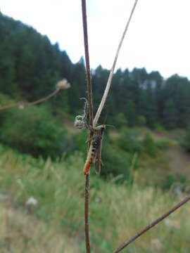 Chorthippus (Glyptobothrus) biguttulus subsp. euhedickei Helversen & O. resmi