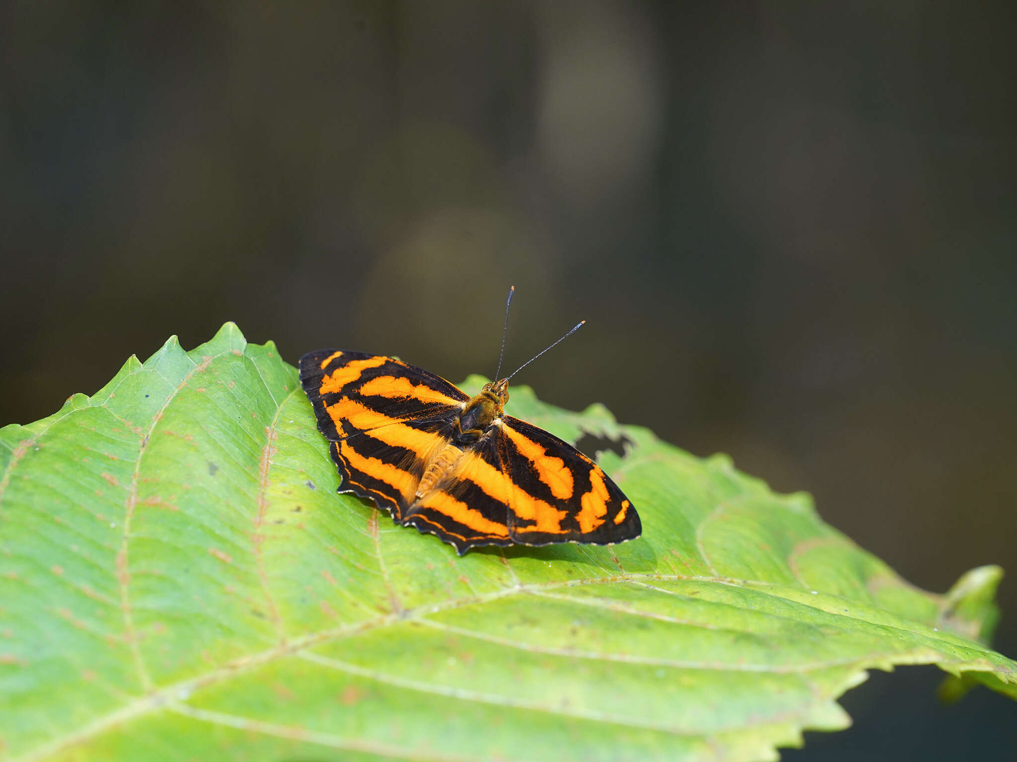 Imagem de Symbrenthia hippoclus Cramer 1782