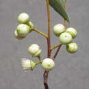 Image of Eucalyptus glomerosa M. I. H. Brooker & S. D. Hopper