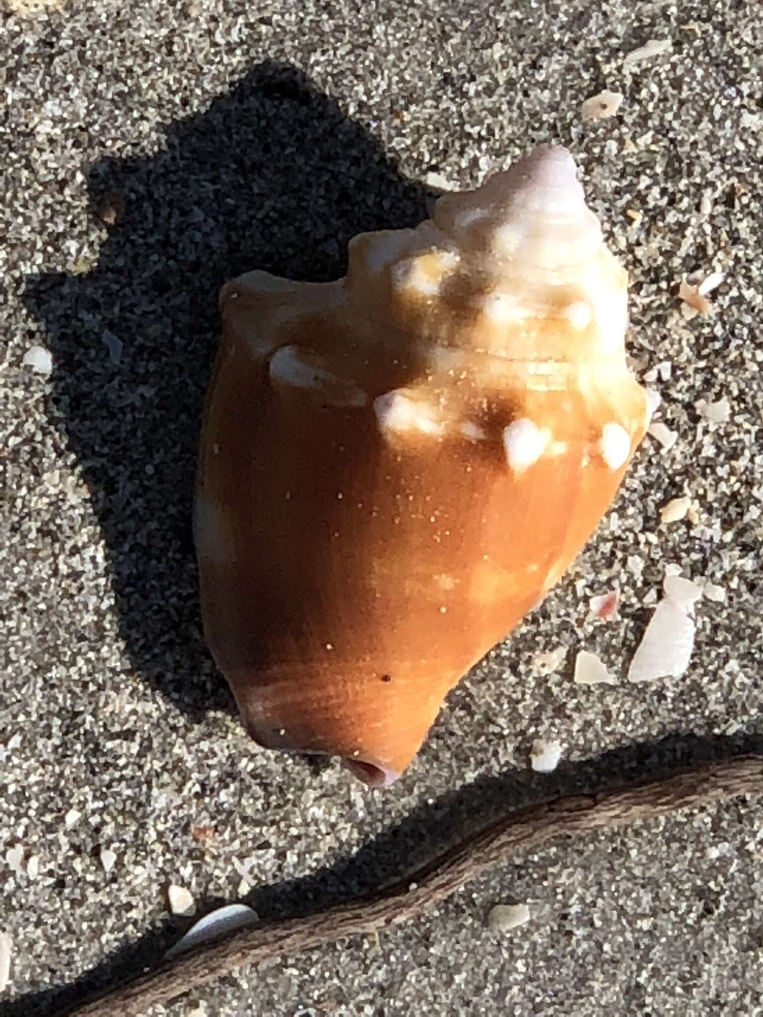 Image of Florida fighting conch