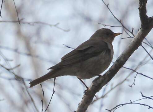 Image of Black-throated Thrush