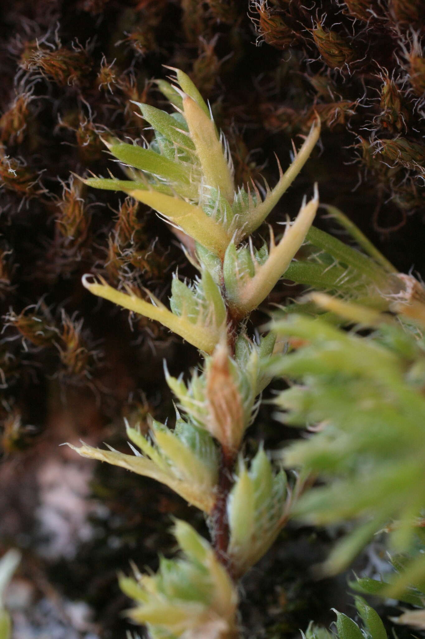 Imagem de Saxifraga aspera L.