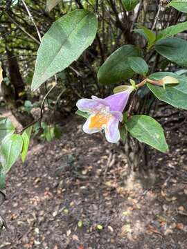 Image of Abelia macrotera var. parvifolia