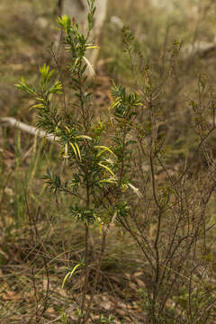 Image of Styphelia triflora Andr.