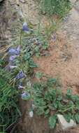 Image of low beardtongue