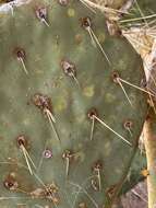 Plancia ëd Opuntia chlorotic ringspot virus