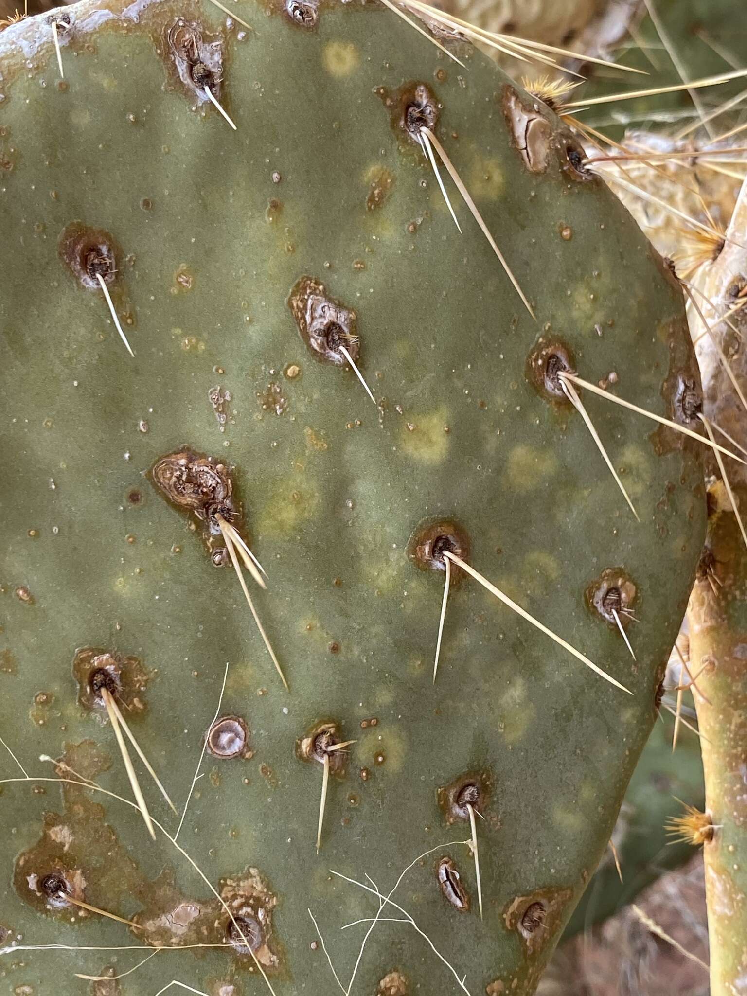 Plancia ëd Opuntia chlorotic ringspot virus