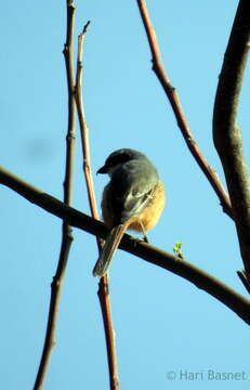 Image of Grey-backed Shrike