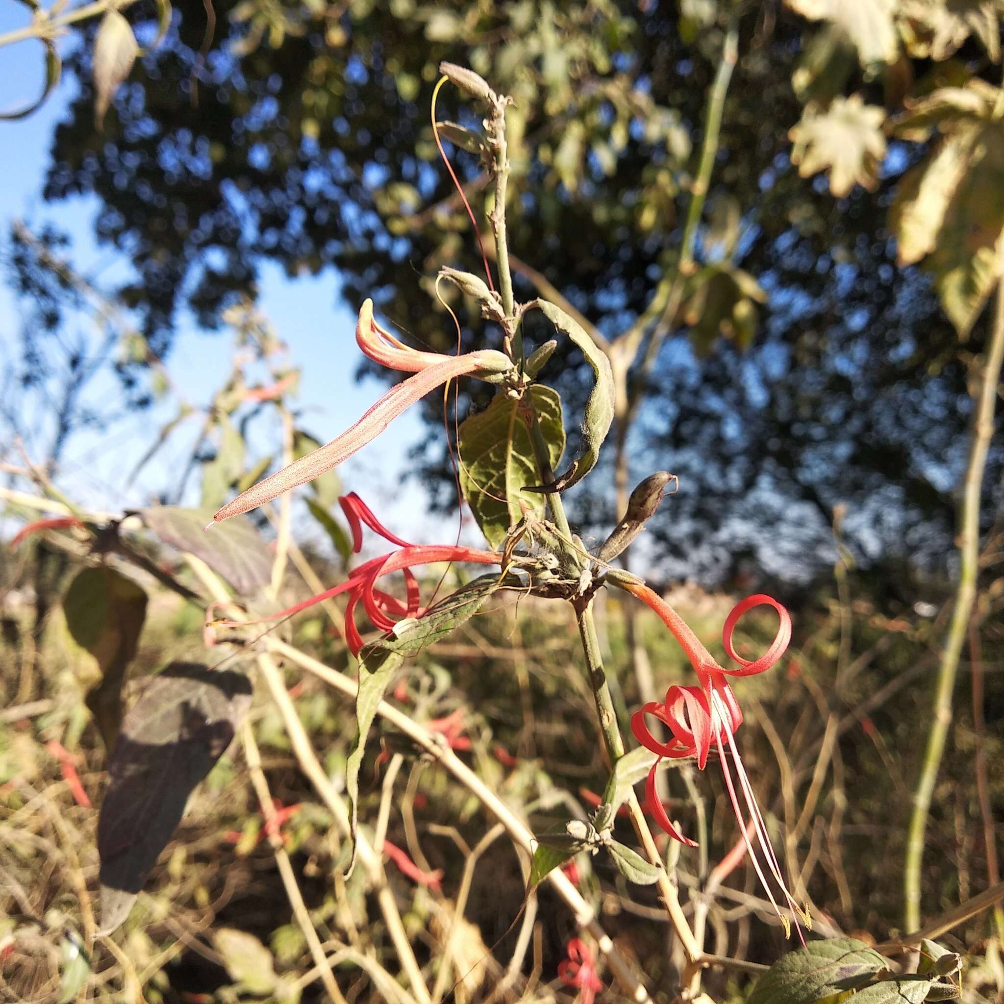 Anisacanthus pumilus (F. G. Dietr.) Nees的圖片