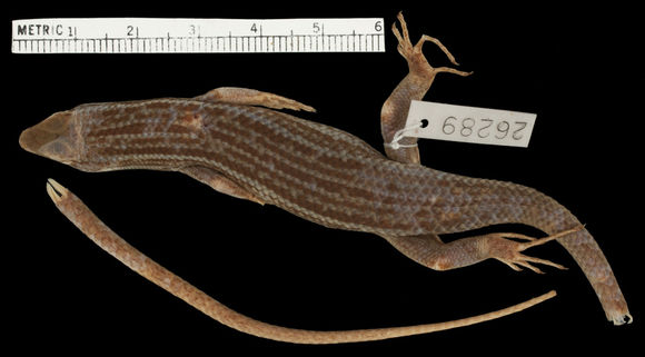 Image of Six-striped Mabouya