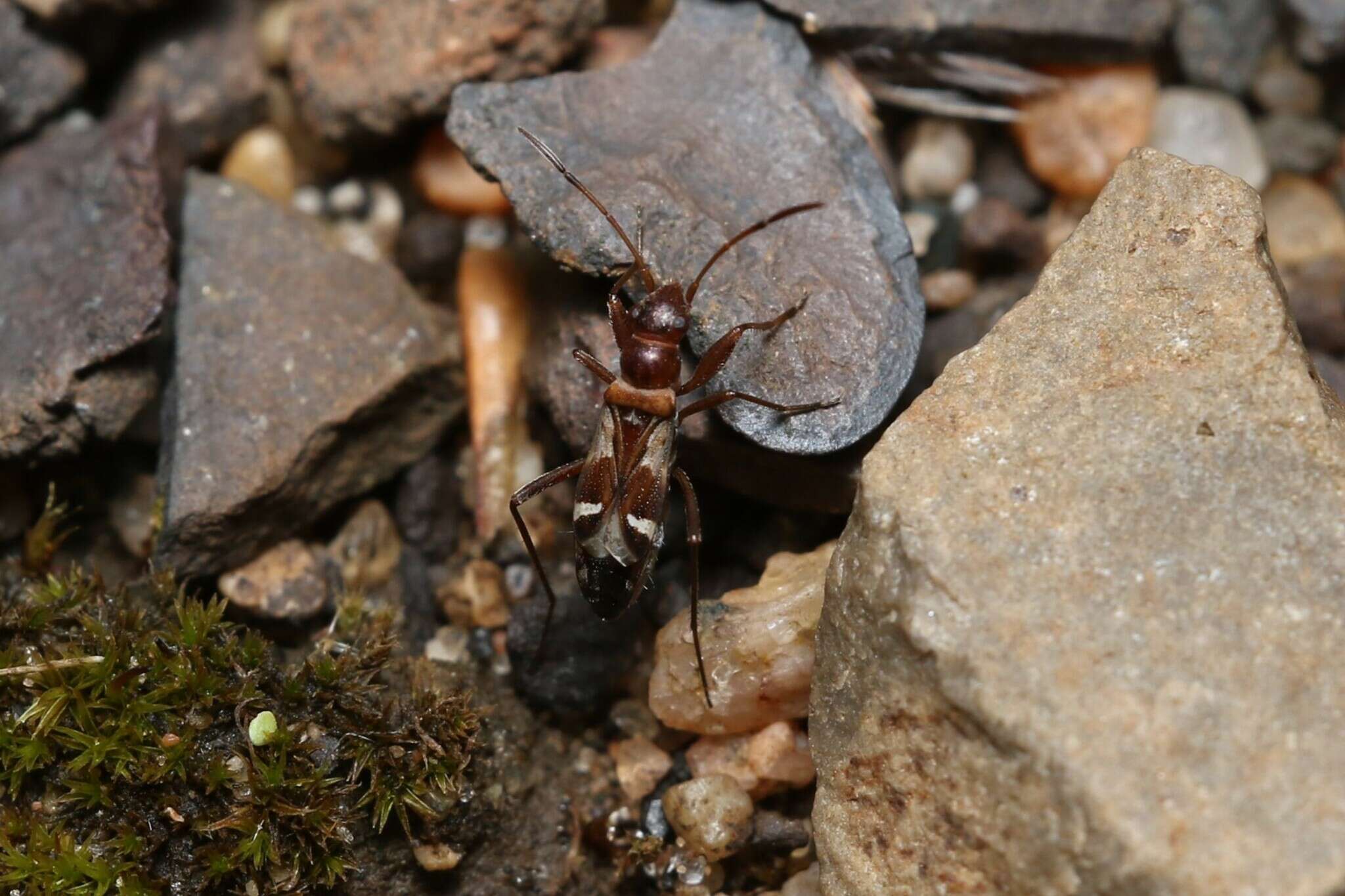 Imagem de Slaterobius insignis (Uhler & P. R. 1872)