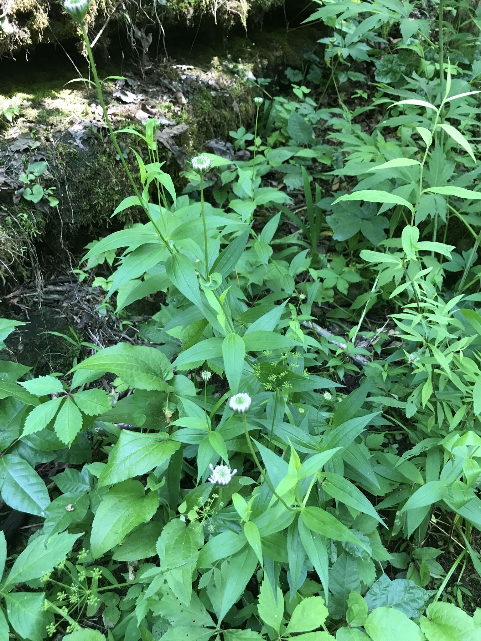 Image of Broad-Leaf Barbara's-Buttons