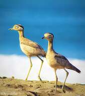 Image of Peruvian Thick-knee