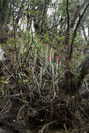 Image of Cleistocactus candelilla Cárdenas