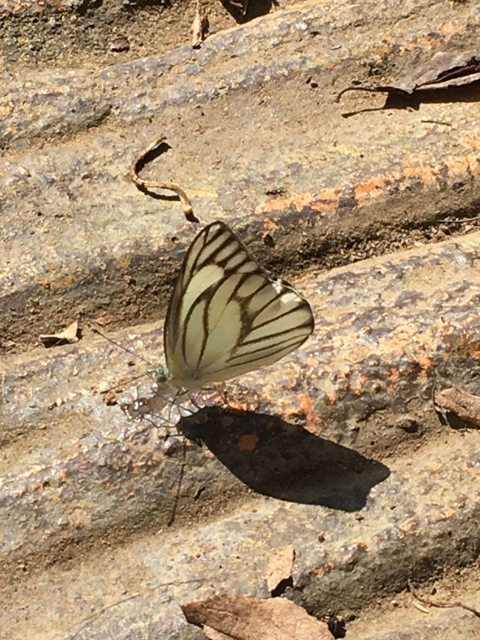 Слика од Appias libythea peducaea