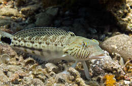 Image of Speckled sandperch