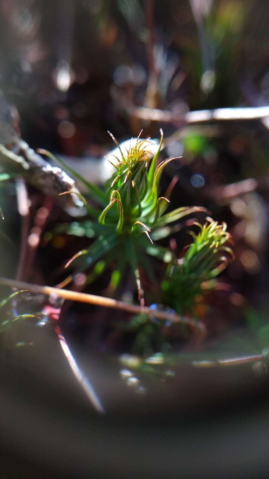 Image of <i>Polytrichum pallidisetum</i>