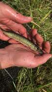 Image of Redfin Pickerel