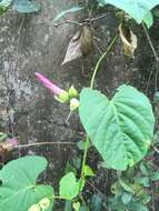 Imagem de Stictocardia tiliifolia (Desr.) Hall. fil.