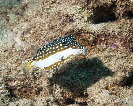 Image of Whitesided boxfish