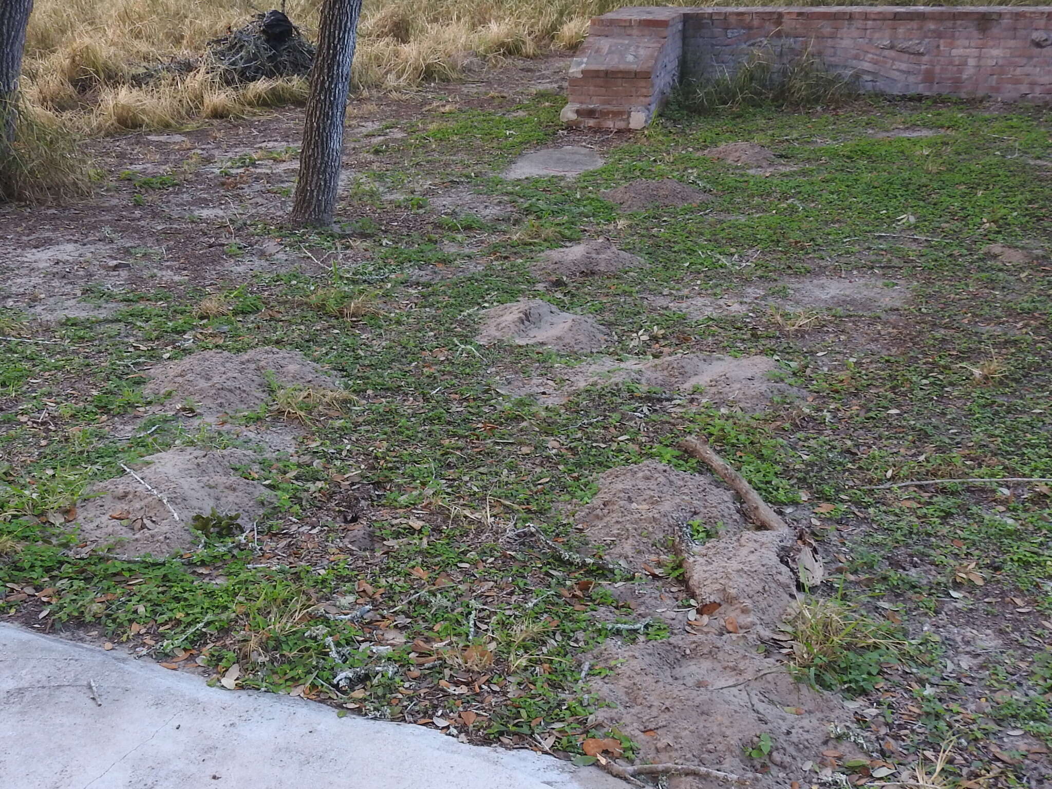 Image of Texas Pocket Gopher